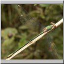 Lestes viridis - Weidenjungfer m10.jpg